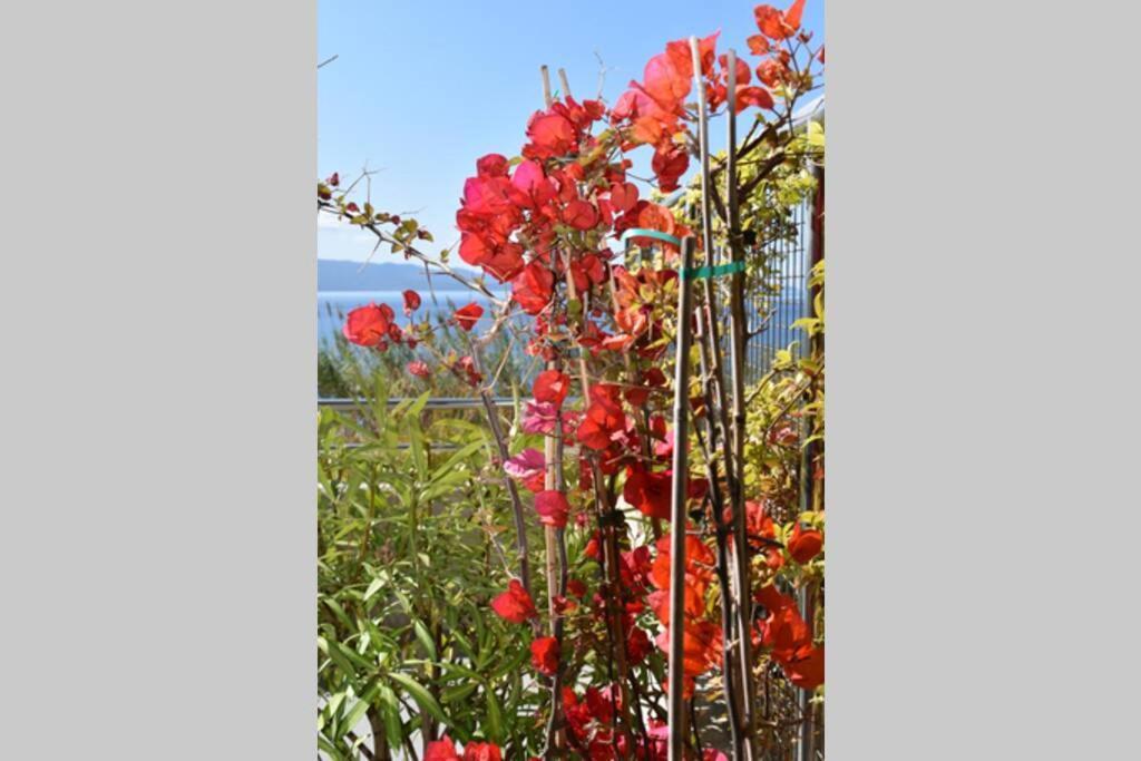 Apartment Ajaccio Splendide Vue *